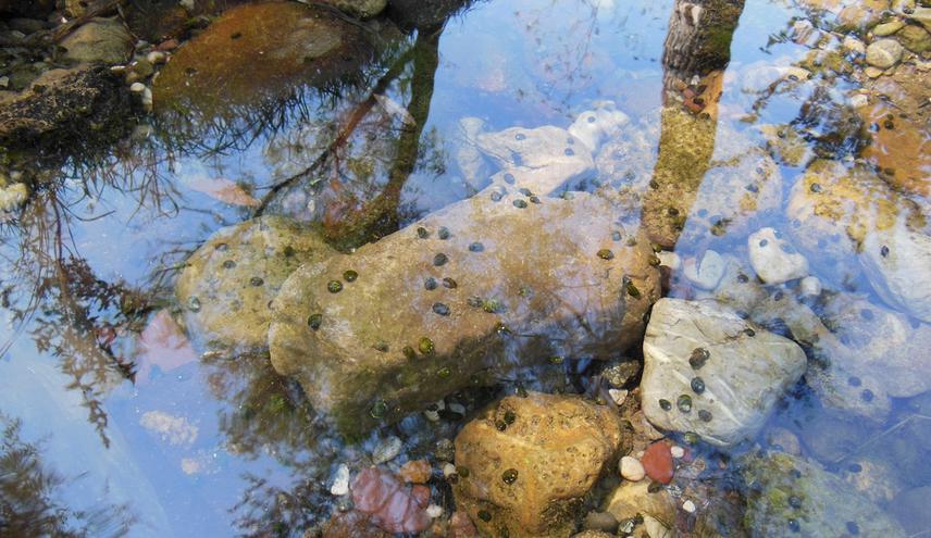 Nišava River-Prosek, Serbia - The transversalis in its habitat. ©V. Marković.