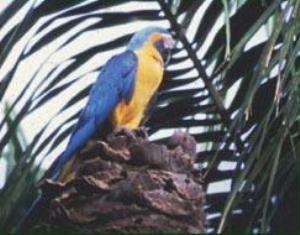 One of a pair of Blue-throated macaws guarding its nest.
