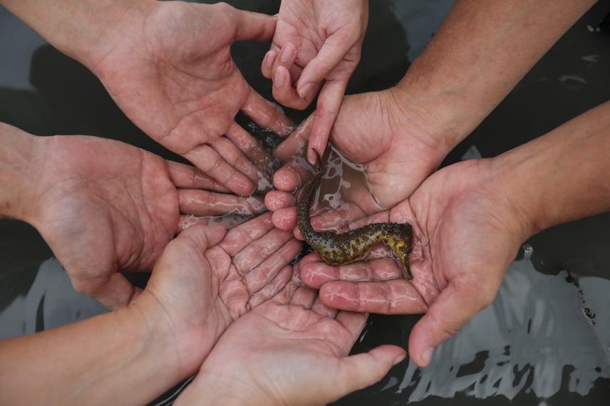 The involvement of volunteers in protecting seahorses and their habitat through the our project. ©Leh Kah Meng.