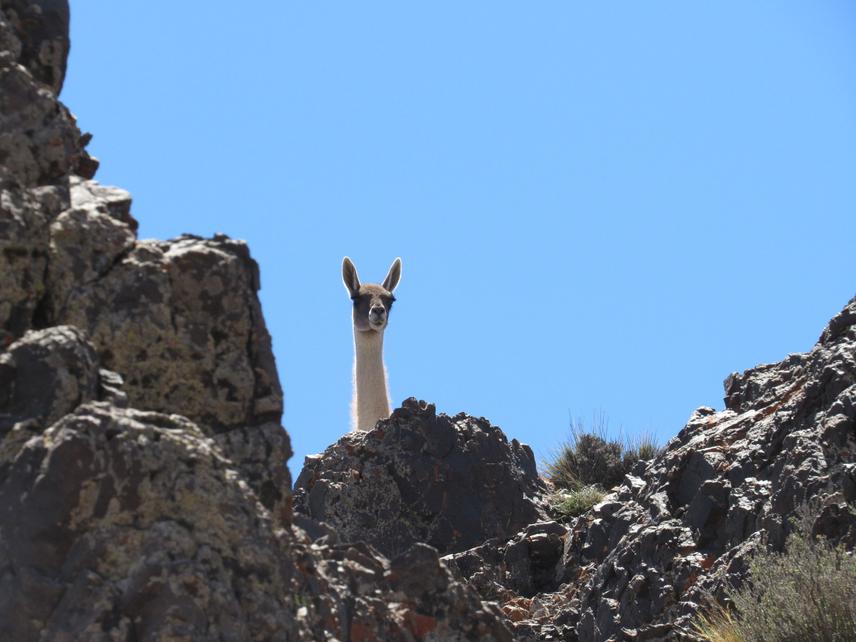 The guanaco (Lama guanicoe) is one of the iconic animals of Uspallata, alongside the puma, the Andean rhea, and the condor. ©Gisela Bruhn/Natura Argentina.