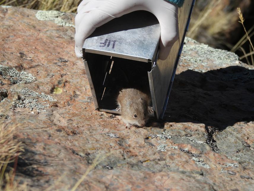 Individual of Andean akodont (Abrothrix andina) captured in Northwestern Argentina. ©Agustina Murgia.