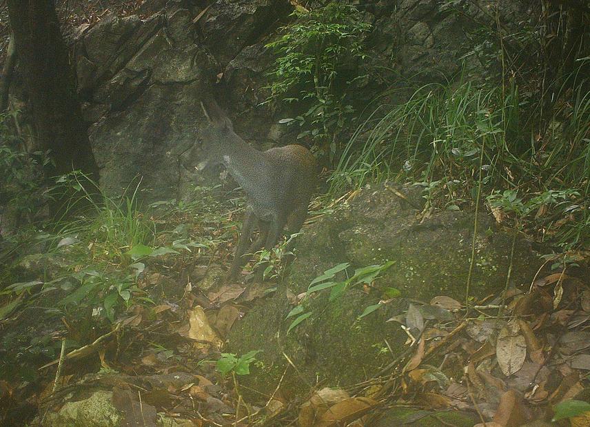 Forest musk deer captured by camera trap in northern Vietnam. © Dai Phan and Dung Tran (Vietnam National University of Forestry).