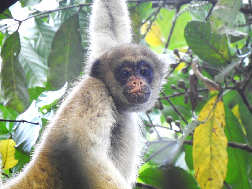 Northern muriqui in Rio Doce State Park. ©Vanessa Guimarães.