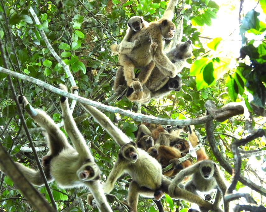 Group of northern muriqui in Rio Doce State Park. ©Primatas PERDidos/Júnior Cabral.