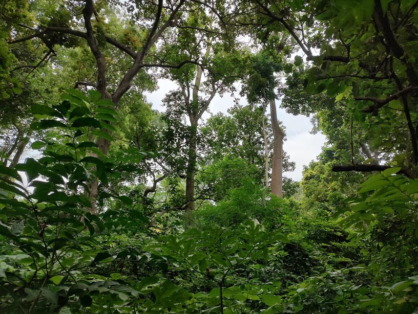 Hierarchical stratification of the open forest in the Essin-Godjin (Maritime) area. ©Kodjovi Mawuégnigan Léonard Agbodan.