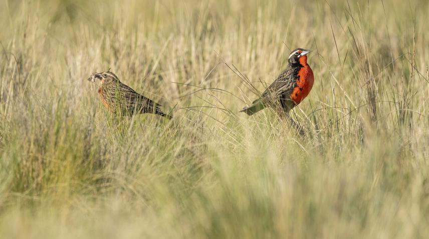 A male Pampas Meadowlark, on the right, fiercely guards  the nest territory, while on the left, the patient female awaits to nourish the nestlings at the perfect moment. © Nico Pérez.