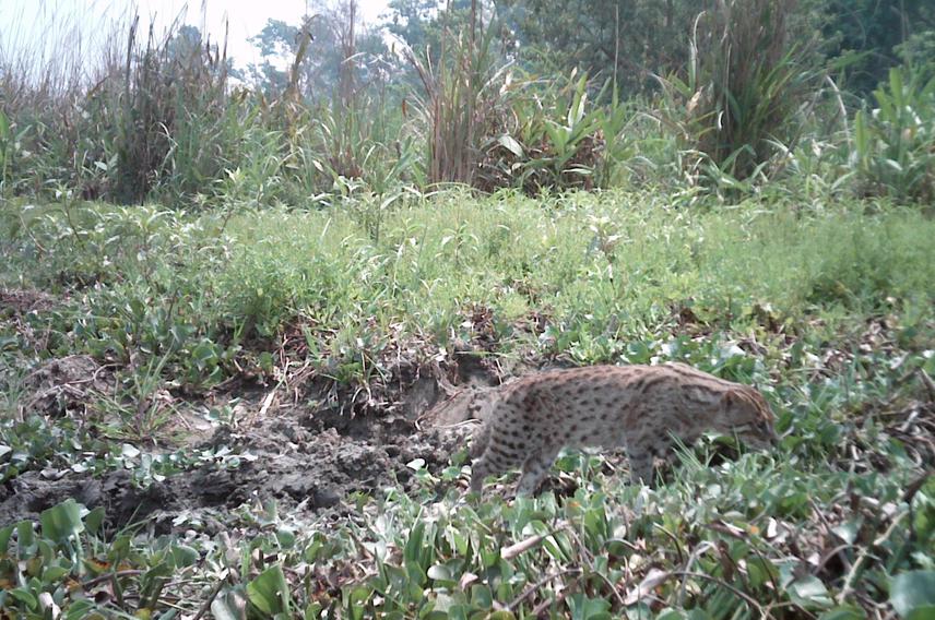 Camera trap image of fishing cat in its natural habitat at Chitwan NP. ©Rama Mishra / Terai Fishing Cat Project Nepal.