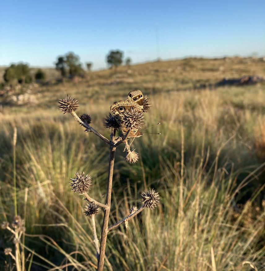 A Cremita (Panca subpunctuli) butterfly within a “Prime Butterfly Area” of the highland grassland of the Tandilia mountains. ©M. Gimena Pizzarello.