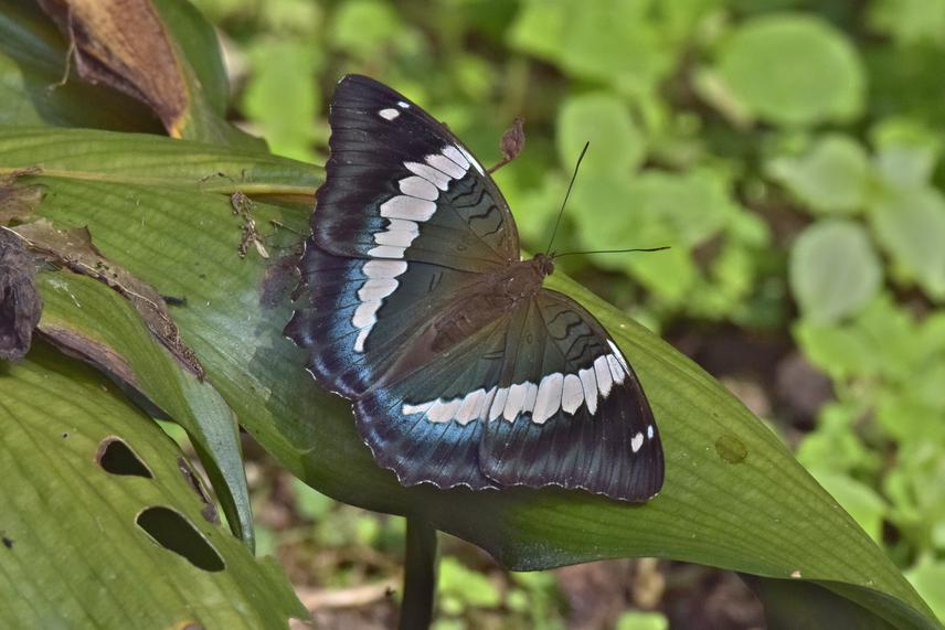 Bassarona durga (Blue Duke), a state butterfly of Sikkim. ©Sailendra Dewan, ATREE.