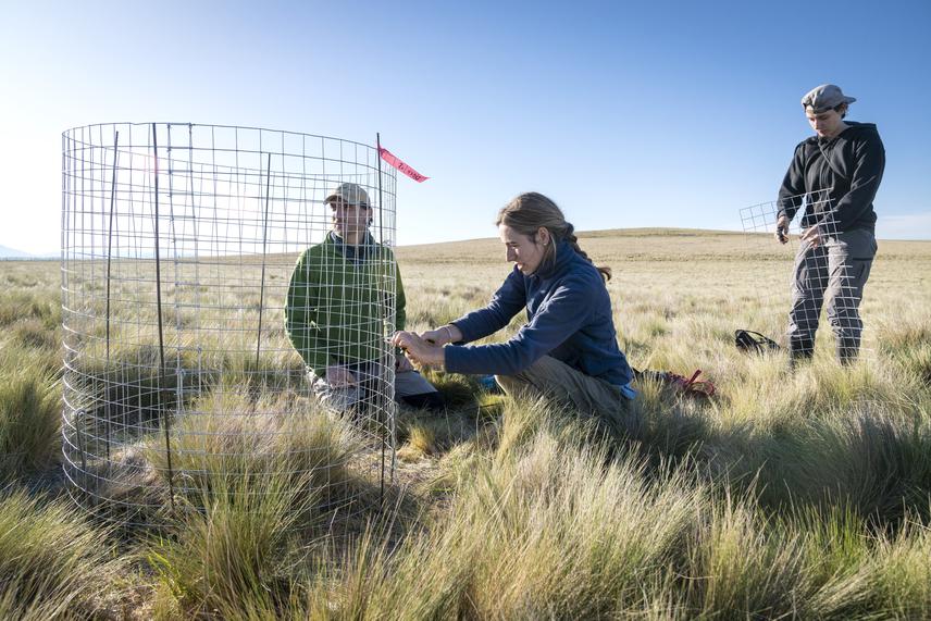 Installing nest defenses demands the team to work together. © Nico Pérez.