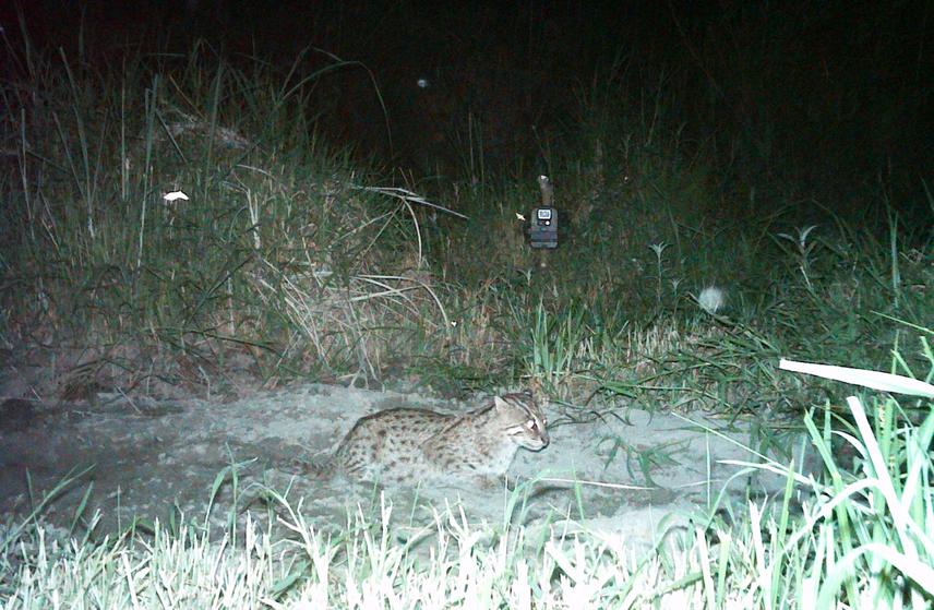 Camera trap provides information on behavioural activity in addition to population data. Image captured at Chitwan NP. ©Rama Mishra / Terai Fishing Cat Project Nepal.