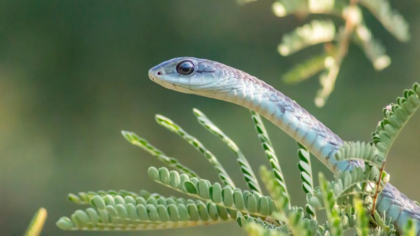 A boomslang (Dispholidus typus) in a tree. ©Hiral Naik.