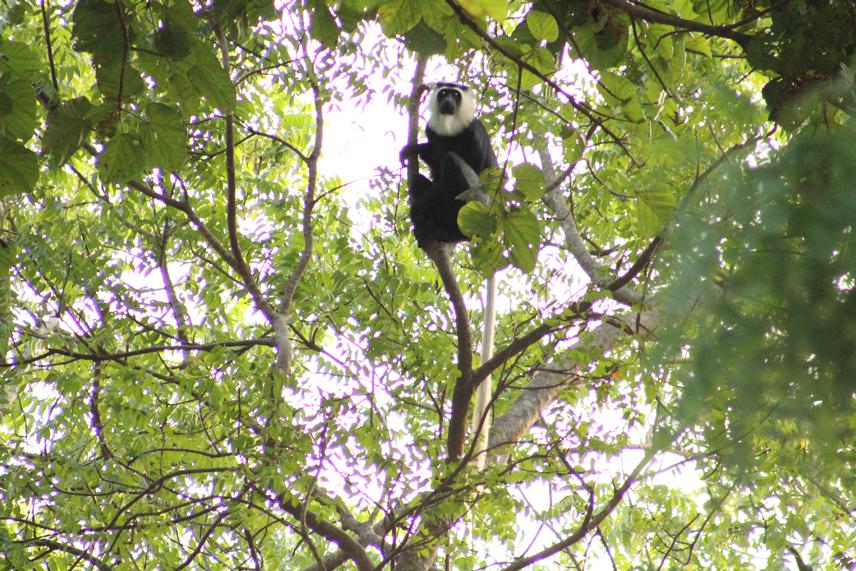 Colobus vellerosus. ©Sadam Mama (2023).