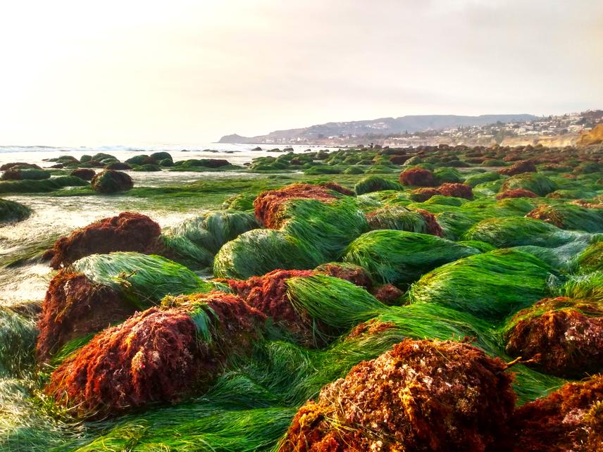 Surfgrass. ©Manuel Vivanco Bercovich (2021).