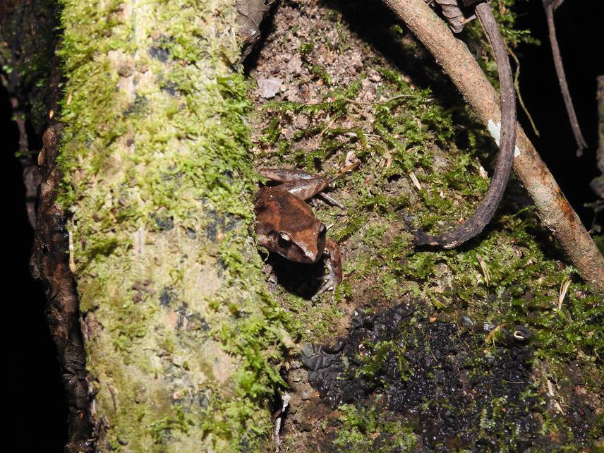 Flag species Oreobates berdemenos (Confused Robber frog). ©Pablo Contreras.