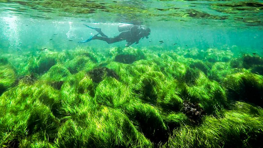 The subtidal regions of surfgrass meadows are more extensive, stable, and dense, providing critical habitat for multiple species. ©Angela San Martin.