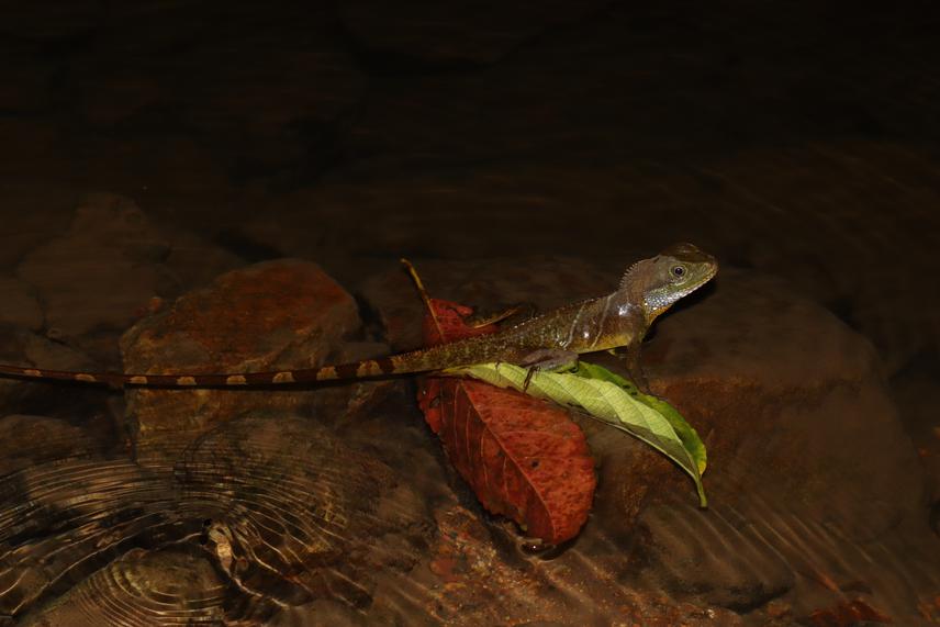 Physignathus coccincinus (Chinese Water Dragon). ©Tran Gia Thinh.