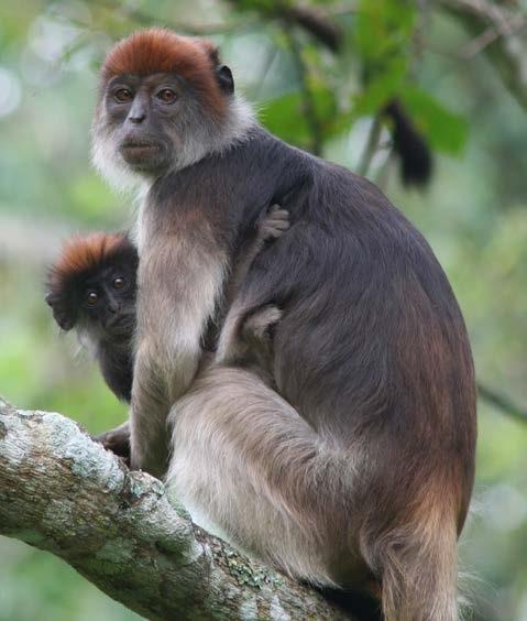 Piliocolobus tephrosceles. ©Jessica Rothman.