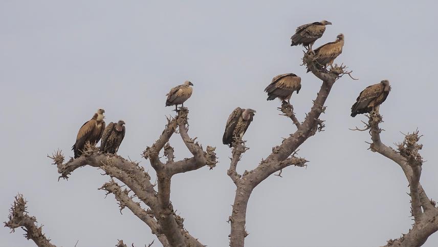 Vulture resting place: Rüppell vultures and African vultures on a Babab in Bandia’s reserve. ©Jean-Marie Dupart.