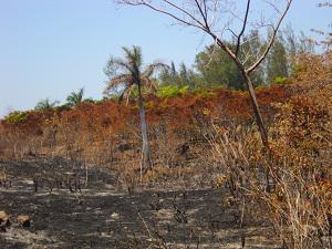 Recently burned-serpentine thicket, Havana, Cuba.