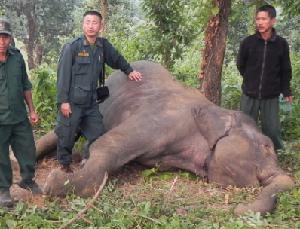 Retaliation killing of elephant in the project site.