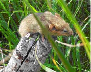 Muscardinus avellanarius - Common Dormouse, a species that is affected by woodland management.