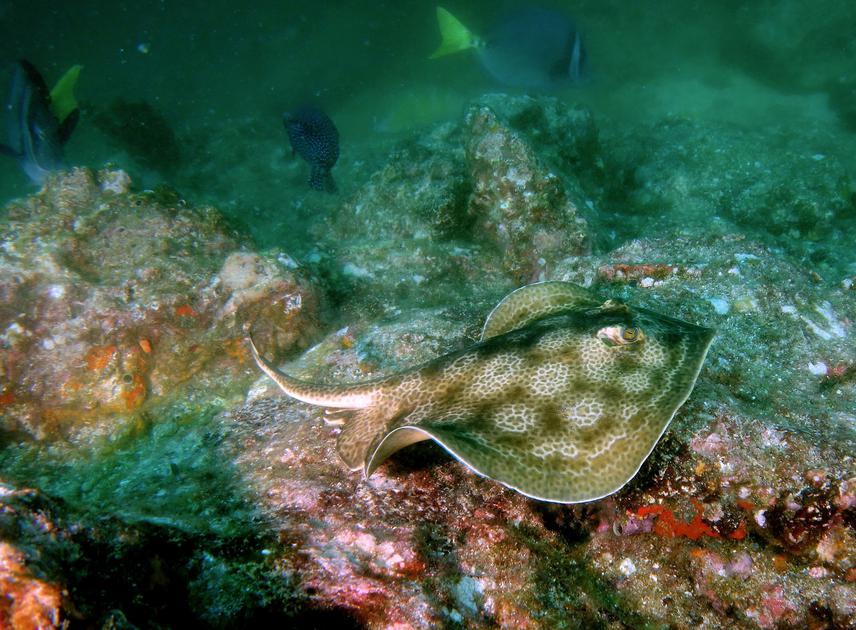 Round Stingray ‘Urobatis halleri’ in Coiba National Park. ©Rachel T. Graham/MarAlliance.