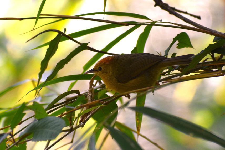 Rufous-capped Babbler. ©Aditya Pradhan.