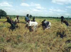 A group of women transplanting rice on pilot base on a prepared Piece of land at (Ve-kolenu rice agricultural fields.