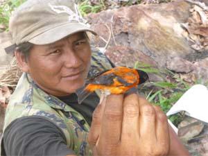 SRCS Ranger with a Red Siskin.