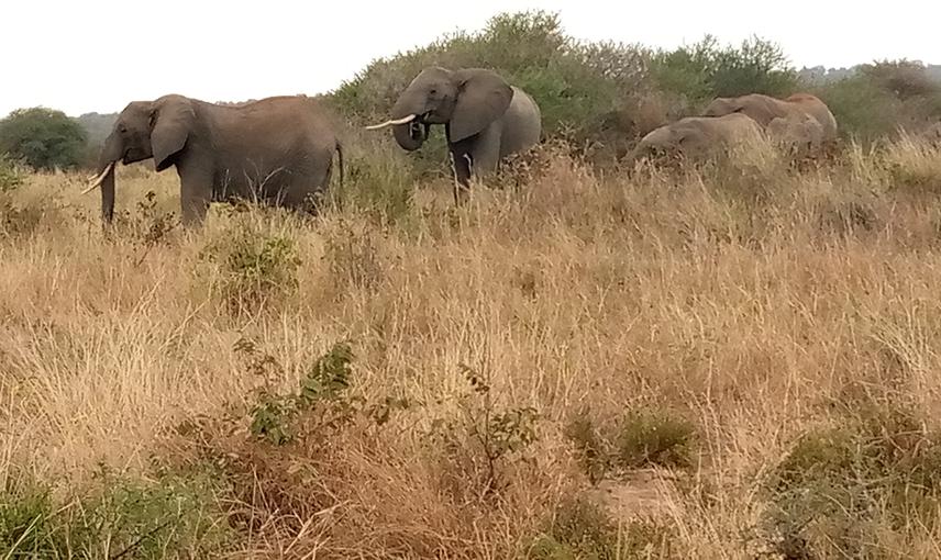 Elephants crossing in one of the Alalili systems when relocating from Randilen WMA to Lake Manyara National Park. ©Elkana Hezron (2022).