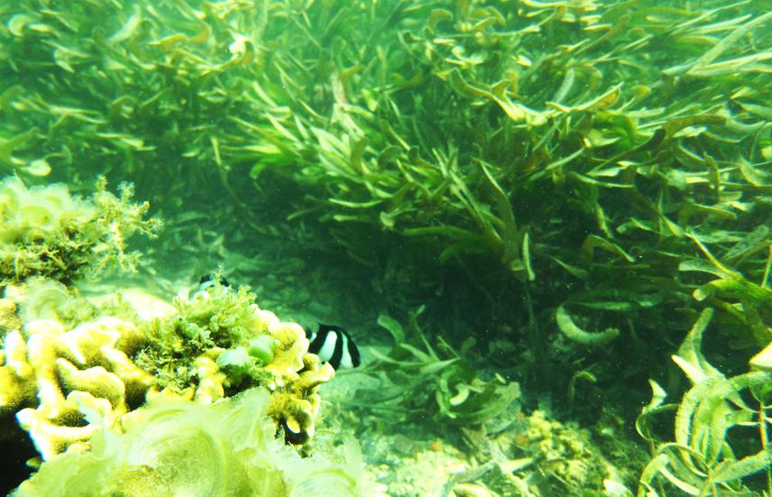 Seagrass bed of Toliara Bay, south-west Madagascar. ©Jonathan Pepin.