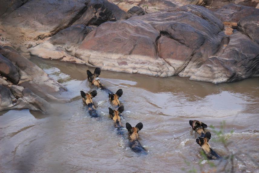 Swimming Dogs, Mpala. ©Dedan Ngatia.