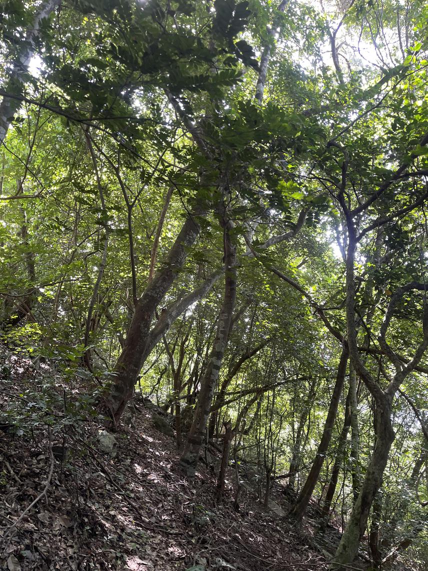 Talbotiella gentii trees. ©Enoch Gyamfi-Ampadu.