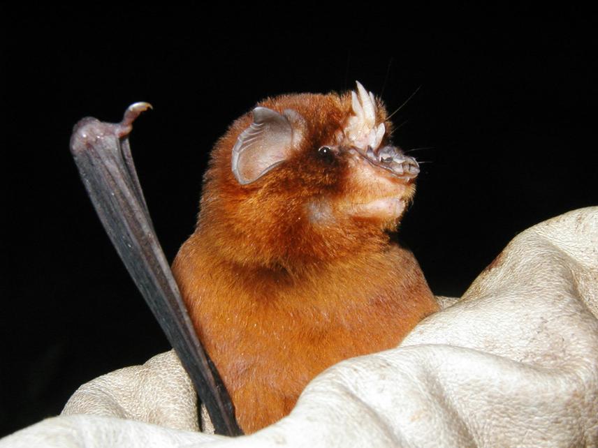 New sucker-footed bat discovered in Madagasca | EurekAlert!