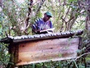 Photo shows Peter Chruchill Ogutu assessing the yield in one of traditional Kenya Top Bar Hives owned by KaredFOD Women Group, Nyatike.