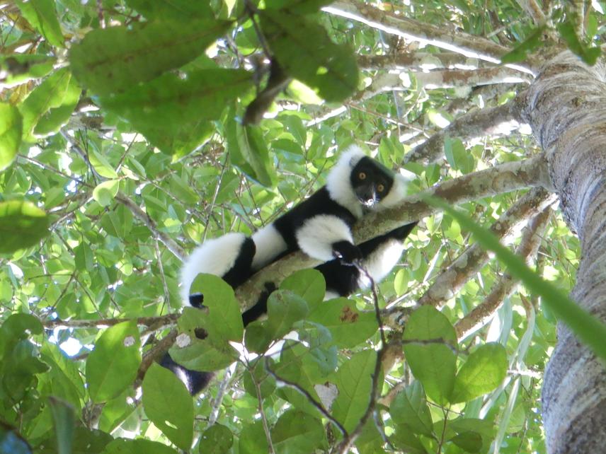 V. variegata resting. ©Nantenaina Rindra Harilanto.