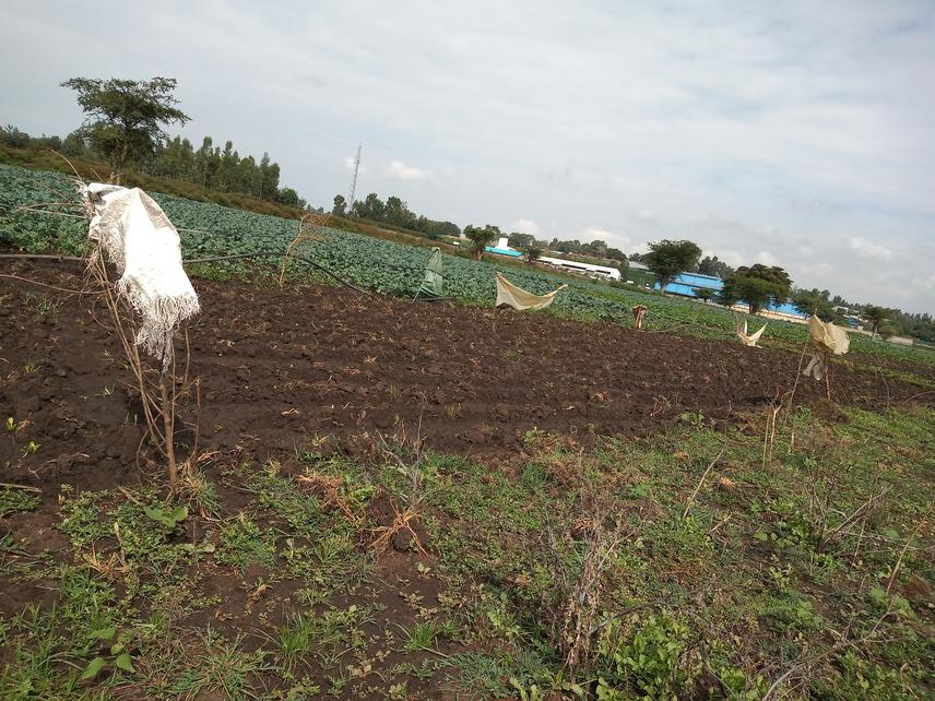 Water abstruction from Chelekleka wetland. ©Mebrat Teklemariam (2021).