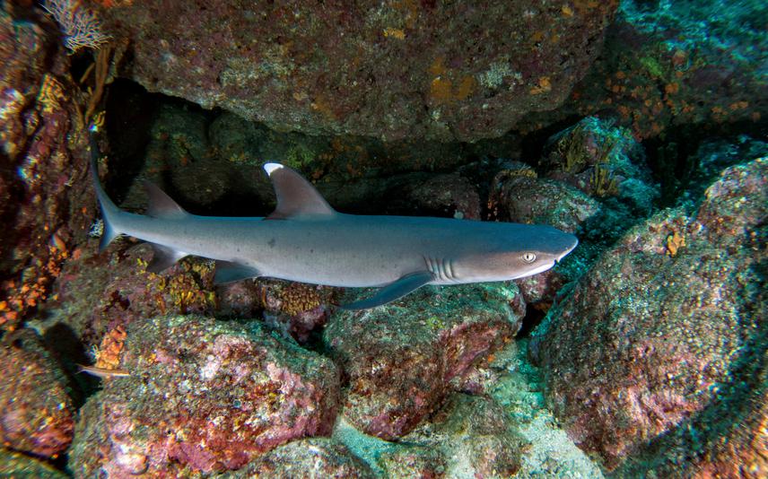 Whitetip shark ‘Triaenodon obesus’ in Coiba National Park. ©Rachel T. Graham/MarAlliance.