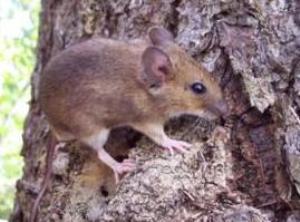 Wood Mouse.