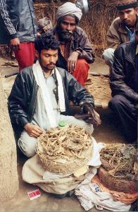 Young snake charmer with his Cobra and medicinal plants.