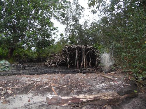 Young trees mangroves are cutting from Limbe area.