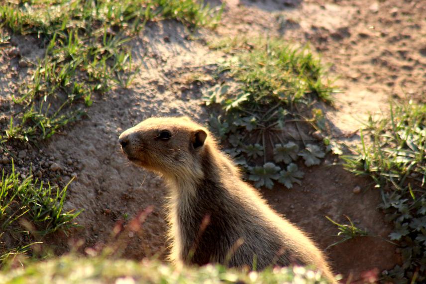 Baby Menzbieri Marmot.
