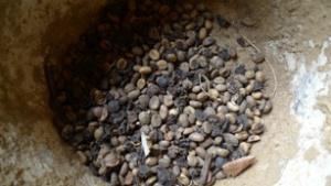 Bat-discarded coffee bean from Hay Heni Village in SW Sumatra.