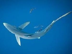 Blue shark.