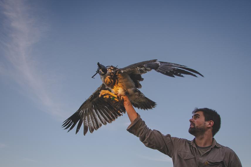 Diego Gallego García holding a Chaco eagle (Buteogallus coronatus) fledgling while checking that the GPS transmitter is fitted correctly to it. Photo taken near Villa Minetti, north-western Santa Fe province. ©Mauricio Rossanigo.