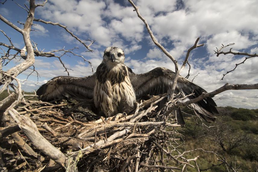 A Chaco eagle fledgling at its nest. Photo taken near Jagüel del Monte, La Pampa province, central Argentina. ©Mariano Pastor Dolsan.