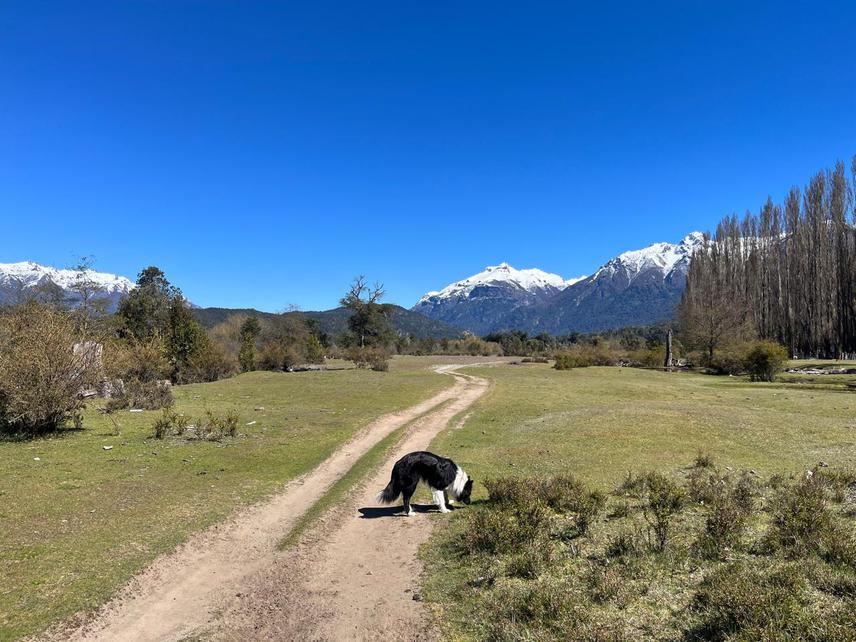 El Manso landscape and one of its many shepherd dogs. ©Laura Borsellino.