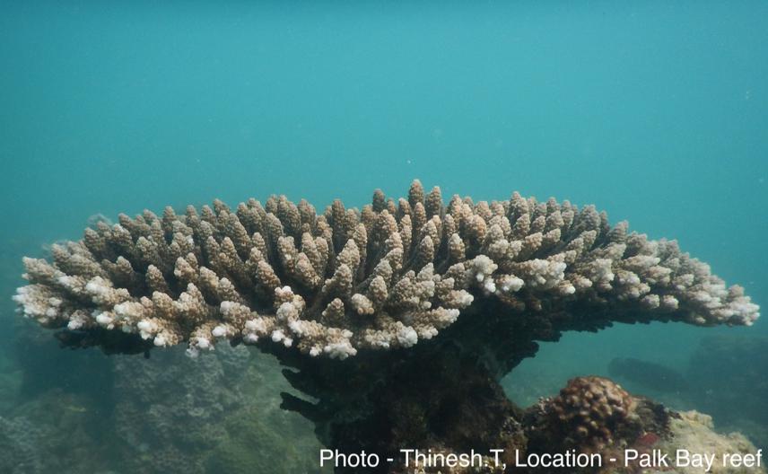 Palk Bay coral. © Thinesh T.