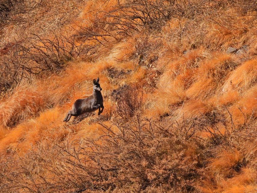 A musk deer. ©Birat Raj Rajak.